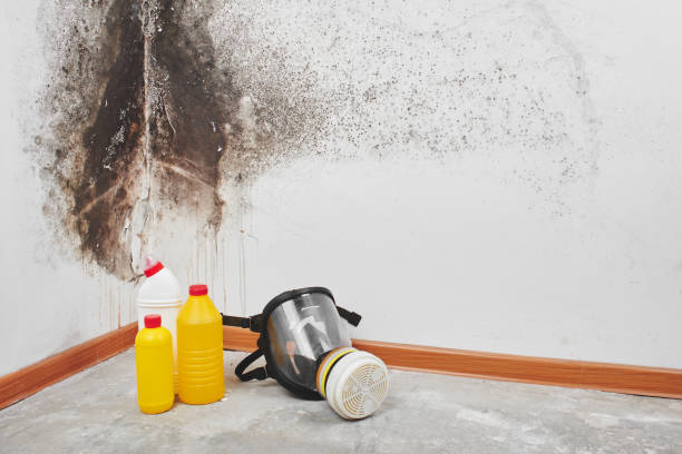 Best Home Mold Removal  in Muniz, TX