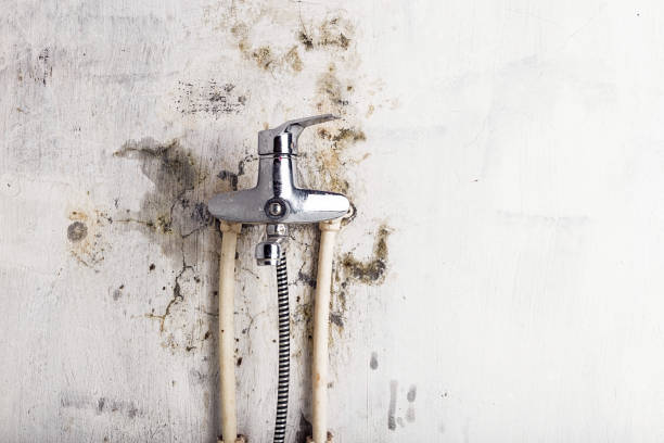 Best Commercial Mold Removal  in Muniz, TX