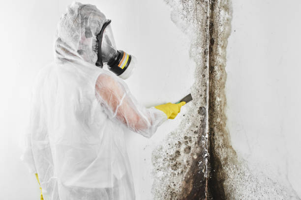 Best Mold Cleaning Services  in Muniz, TX