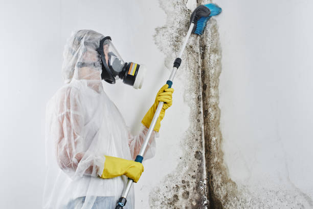 Best Same-Day Mold Removal  in Muniz, TX
