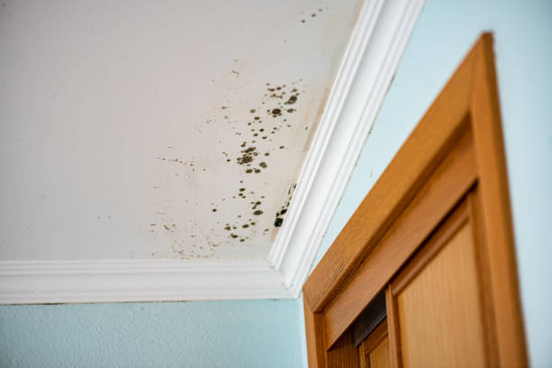 Best Mold Removal Company Near Me  in Muniz, TX
