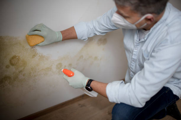 Best Mold Testing and Removal  in Muniz, TX