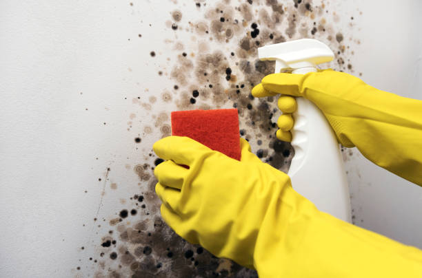 Best Black Mold Removal  in Muniz, TX