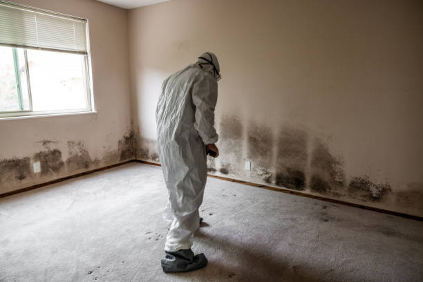 Office Mold Removal Services in Muniz, TX