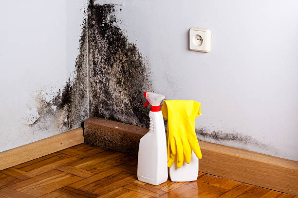 Best Best Mold Removal Companies  in Muniz, TX