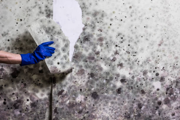 Best Mold Damage Repair  in Muniz, TX