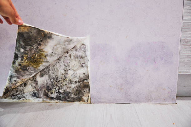 Best Home Mold Removal  in Muniz, TX